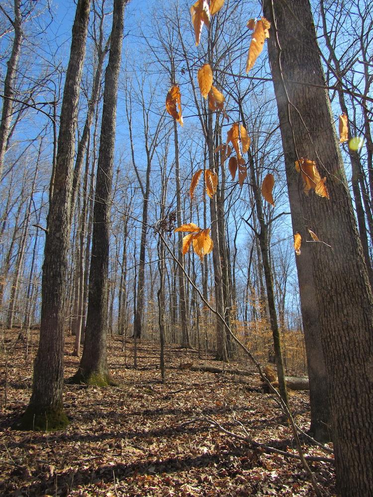 0 Tanner Hollow Road Centerville, TN 37033 - Photo 9 of 18 Gallery Image 9