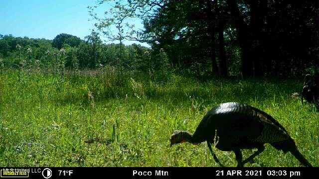 James Road Jackson, MS 39209 - Photo 23 of 35 image637546159531825345