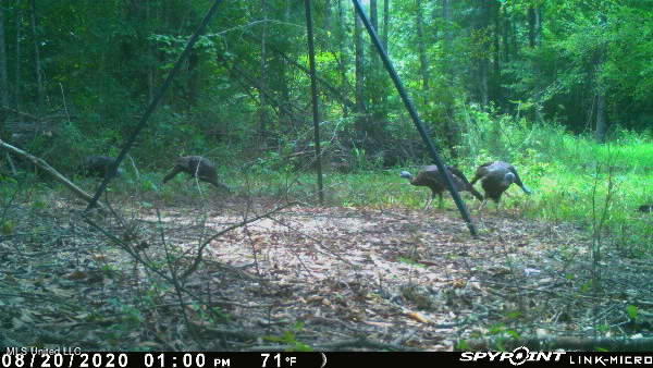 James Road Jackson, MS 39209 - Photo 25 of 35 IMG_4665