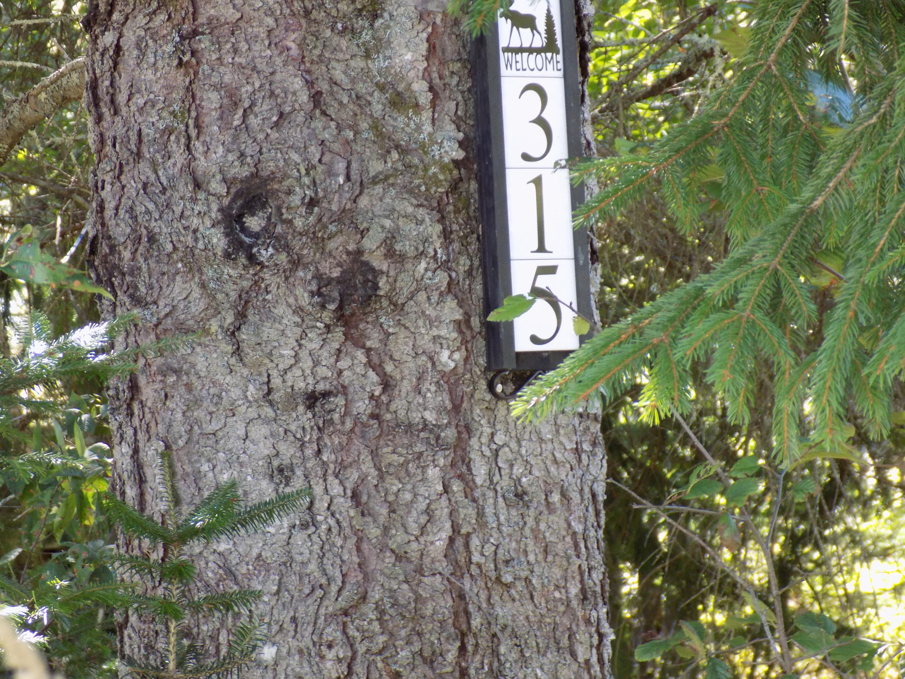 315 Ficketts Point Road Milbridge, ME 04658 - Photo 63 of 67 DSCN6380