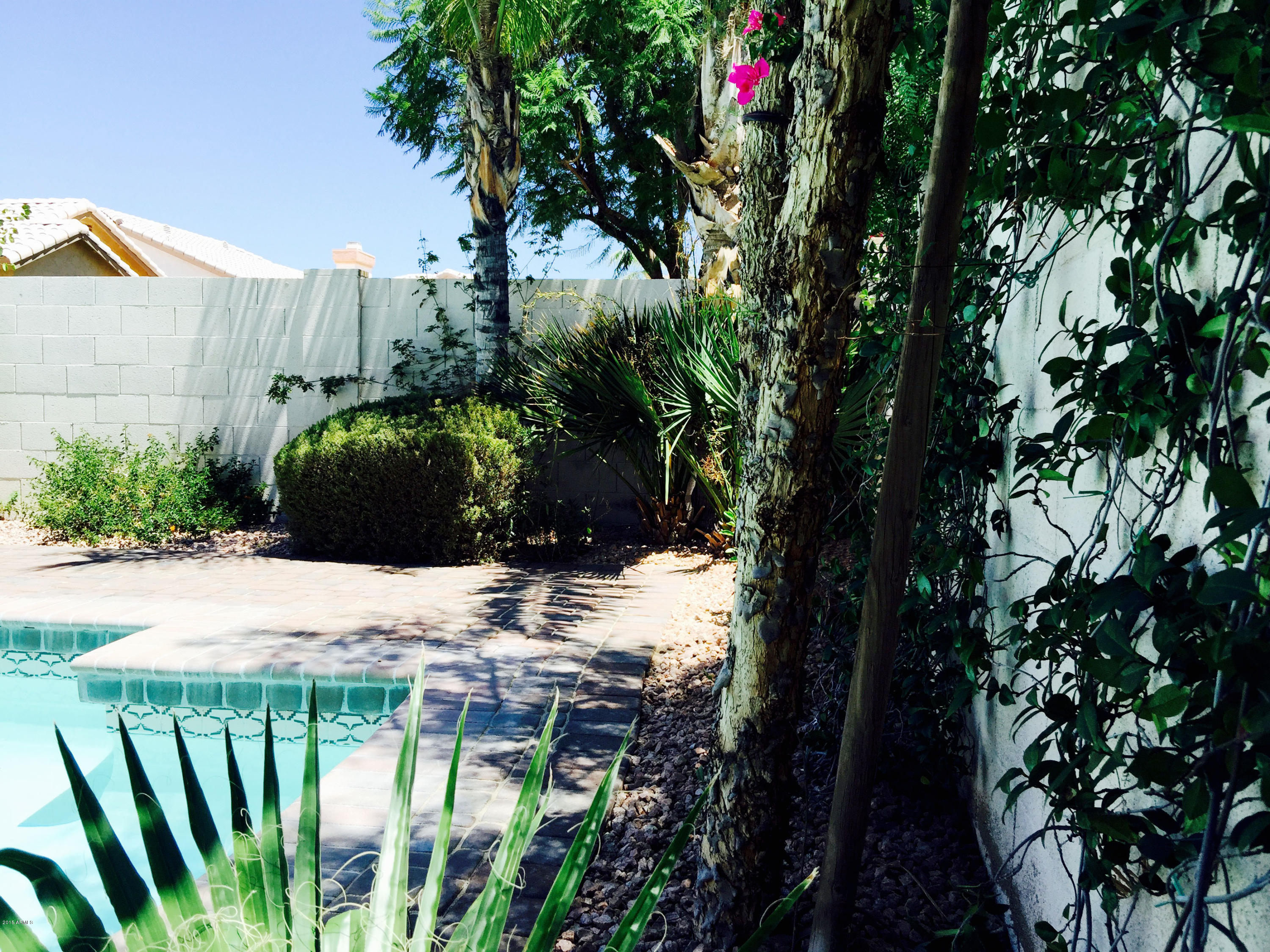 3449 East Clark Road Phoenix, AZ 85050 - Photo 42 of 82 pool-folage