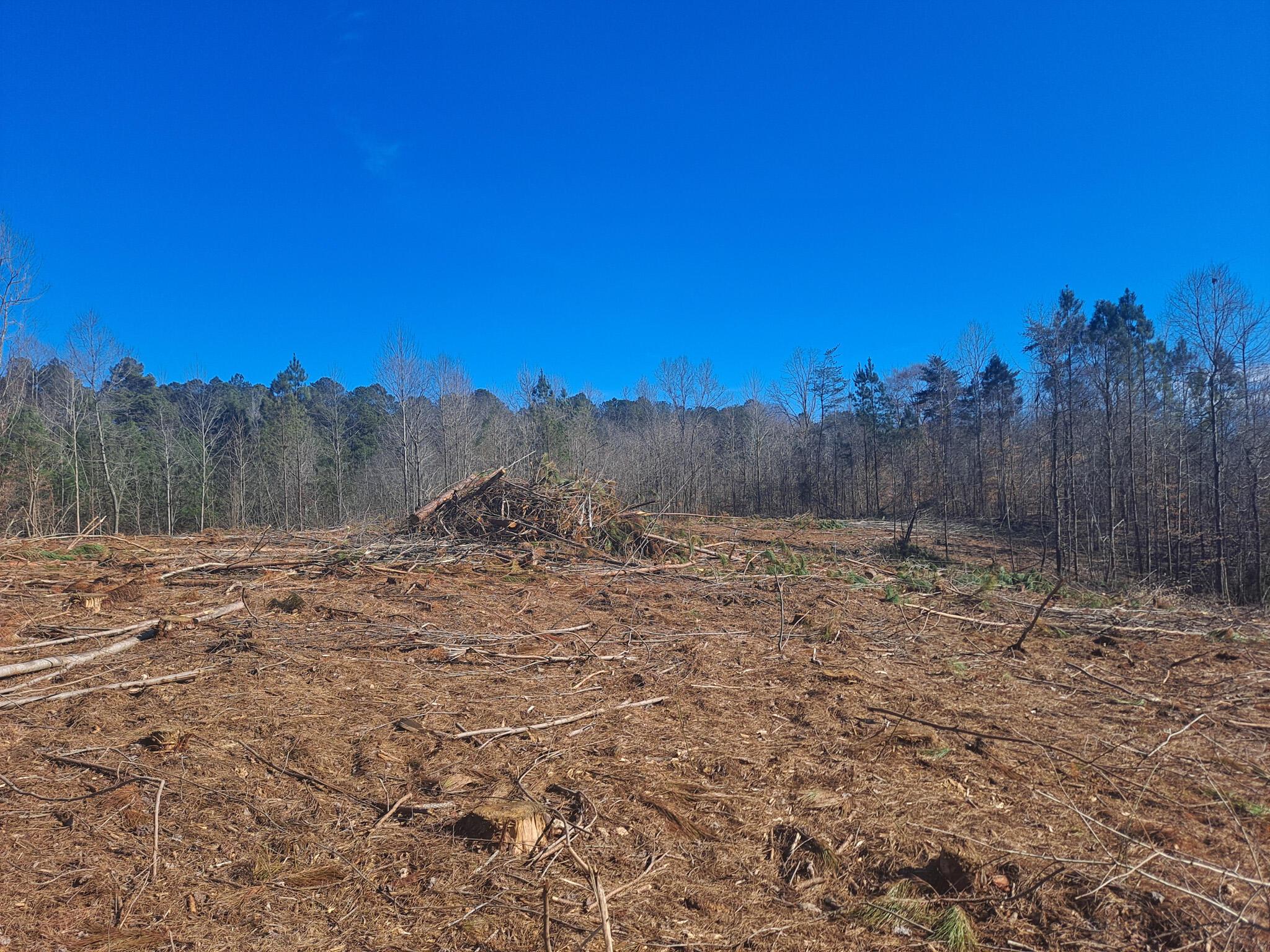 Old Tuscaloosa Road Jasper, AL 35501 - Photo 4 of 11 Gallery Image 4
