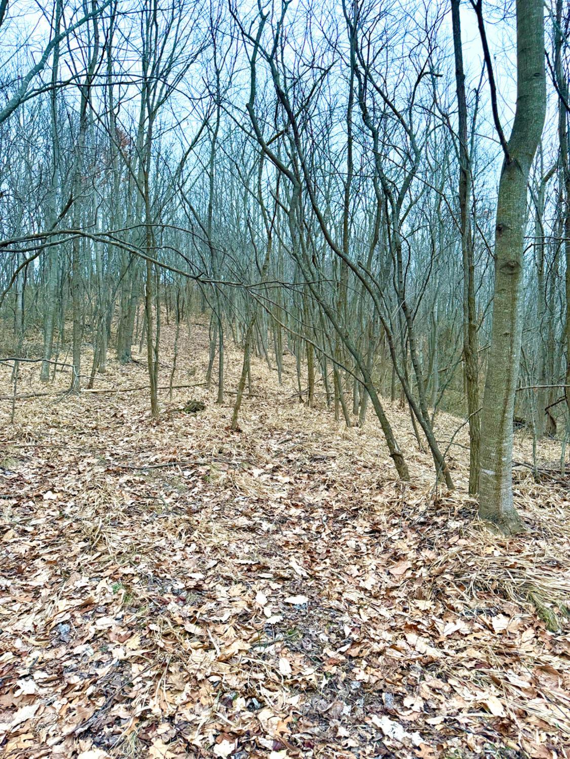 0 Straight Creek Road Waverly, OH 45690 - Photo 43 of 71