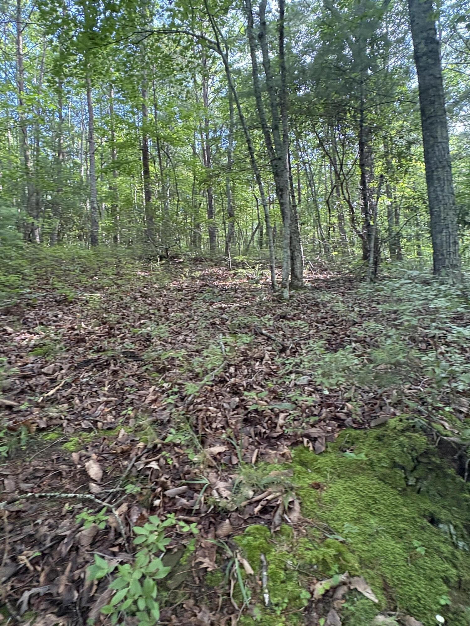 2 Old Furnace Road Tellico Plains, TN 37385 - Photo 3 of 18 Gallery Image 3