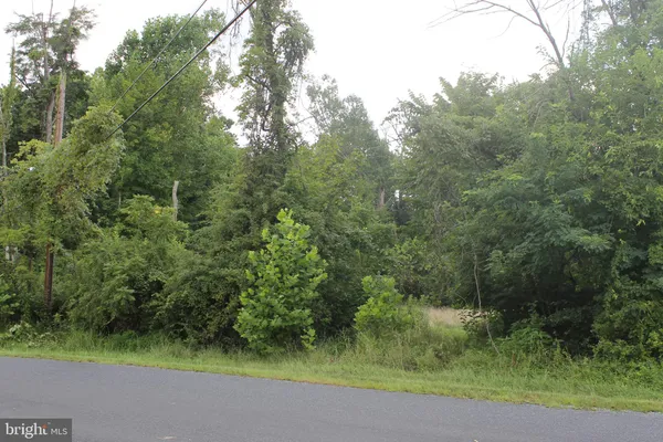 a view of a forest
