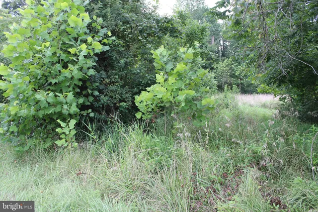 a view of a lush green forest