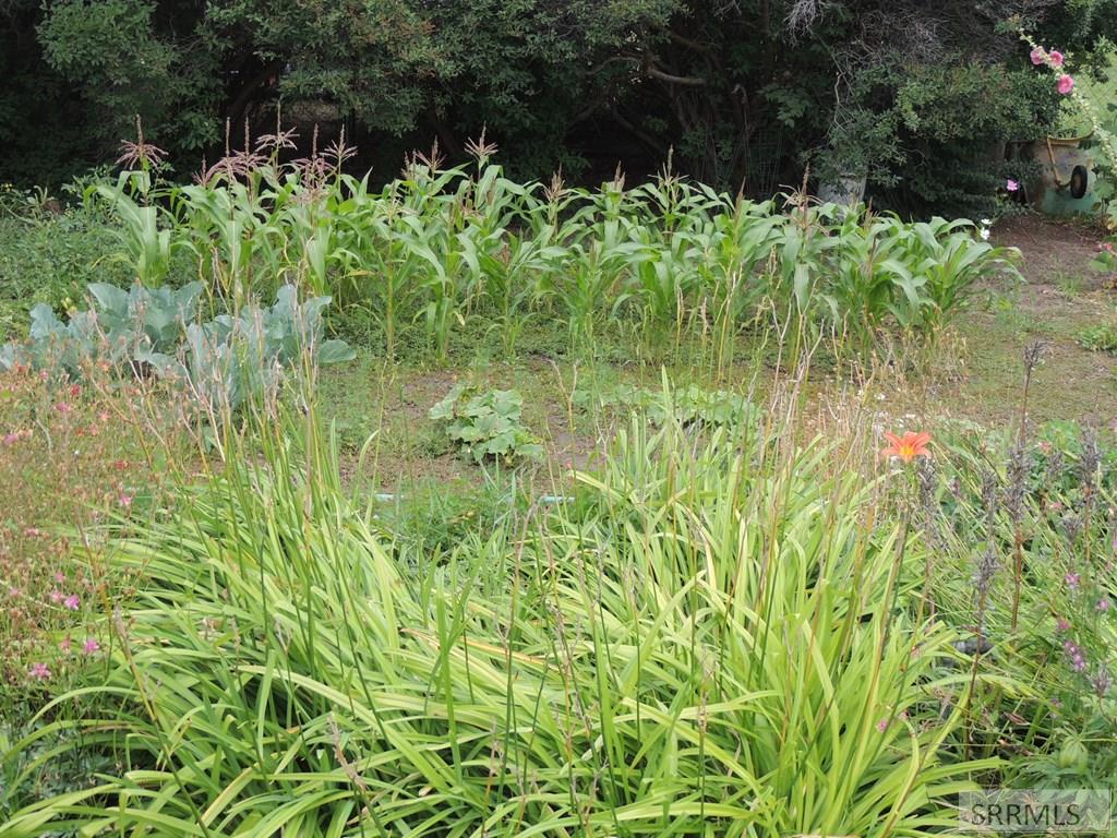 595 Bechler Street St. Anthony, ID 83445 - Photo 28 of 34 a part of garden area