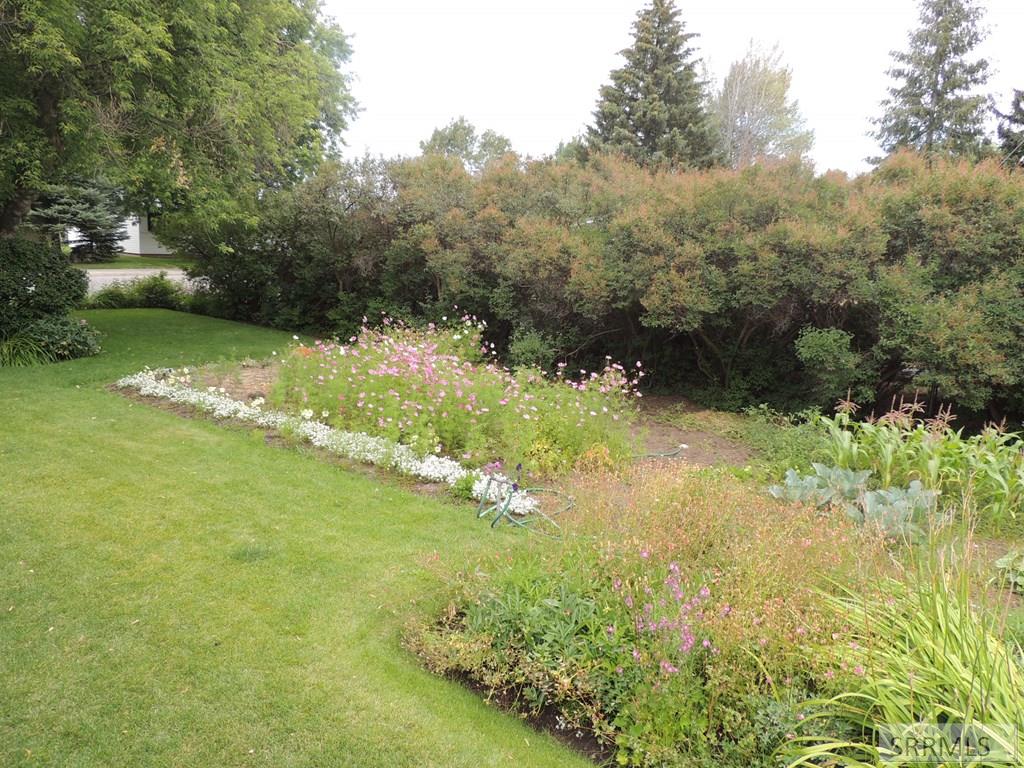 595 Bechler Street St. Anthony, ID 83445 - Photo 30 of 34 Lilac bushes and flowers