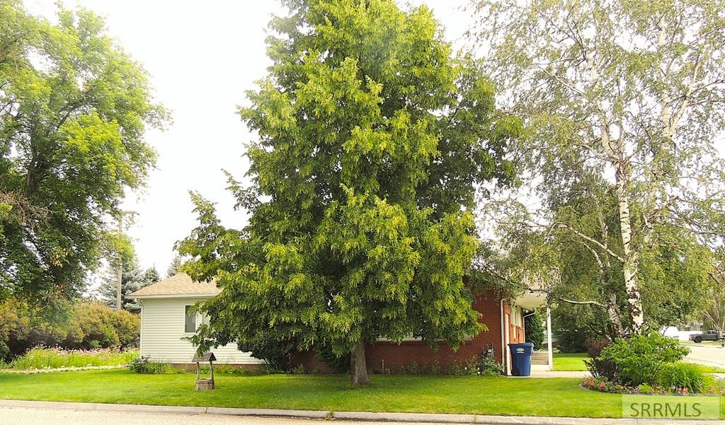 595 Bechler Street St. Anthony, ID 83445 - Photo 33 of 34 West side view of home - and MORE trees!