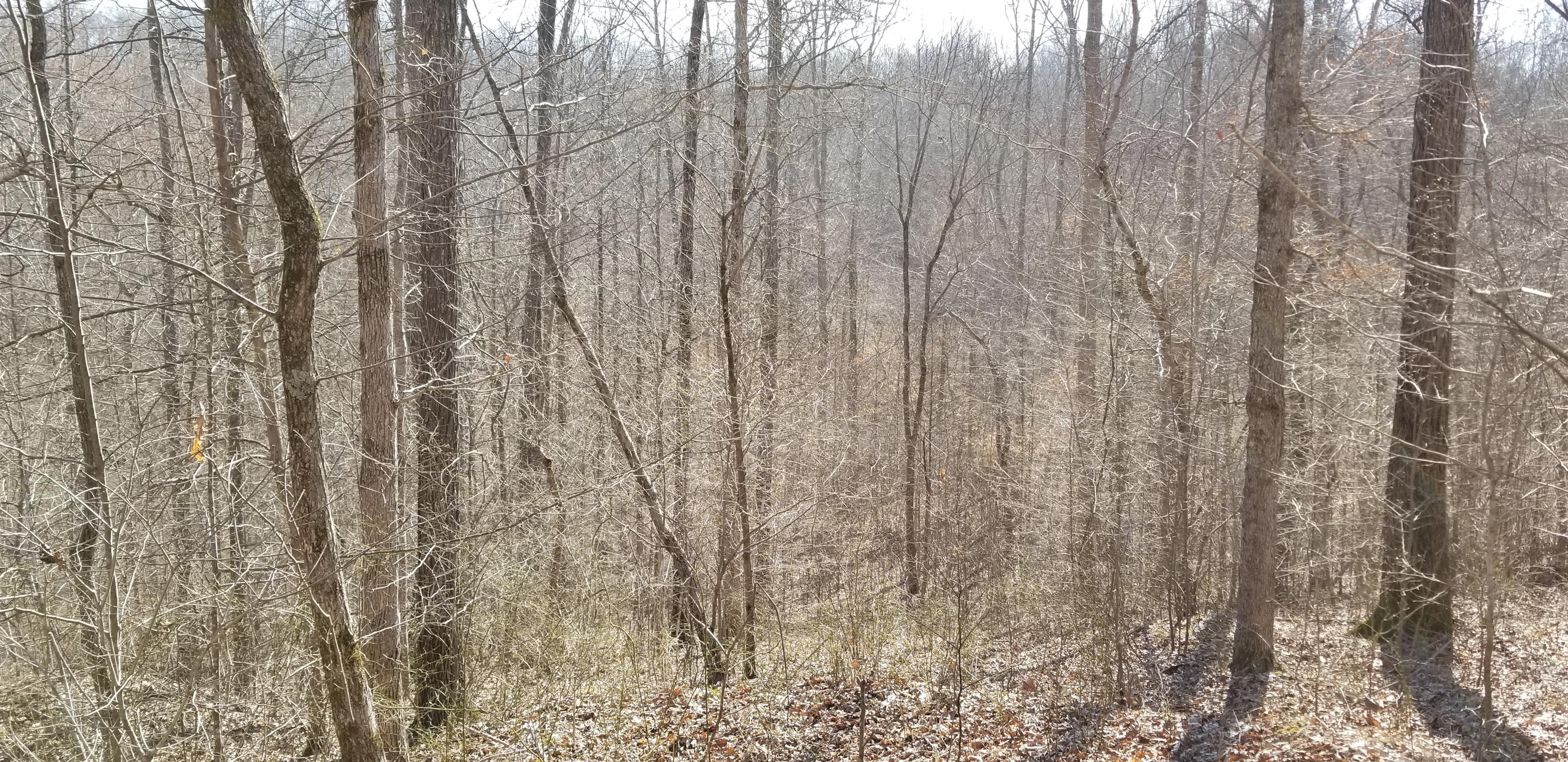 0 Bluewater Road Centerville, TN 37033 - Photo 21 of 30 Gallery Image 21