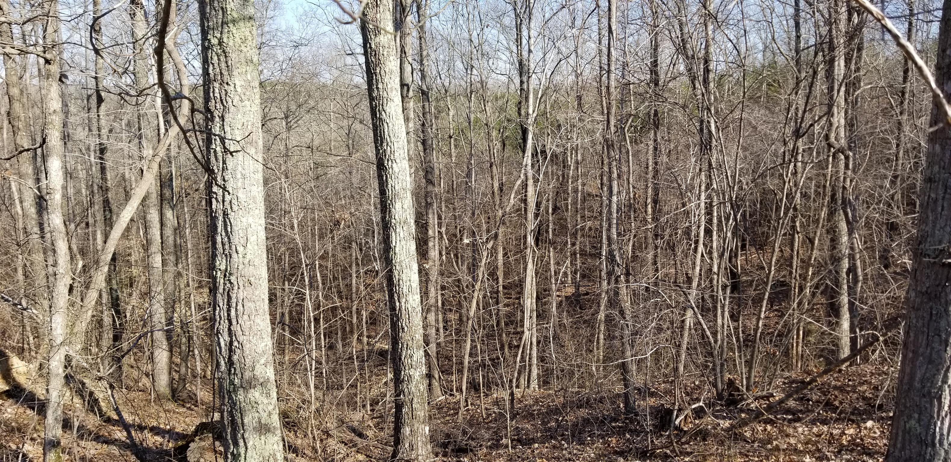 0 Bluewater Road Centerville, TN 37033 - Photo 5 of 30 Gallery Image 5