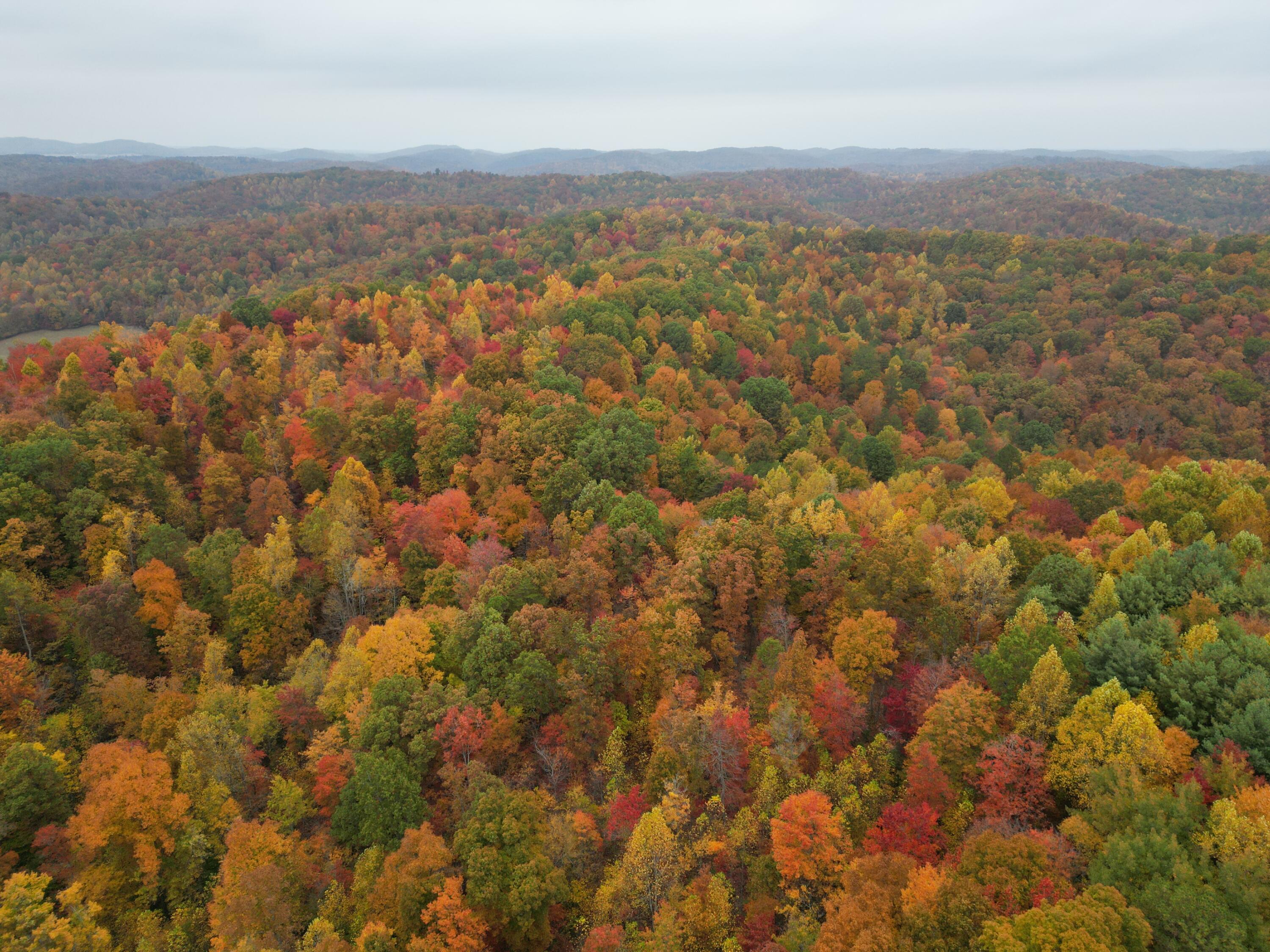 0 Shady Grove Road Mount Vernon, KY 40456 - Photo 20 of 24 dji_fly_20221016_161942_31_1665952596809