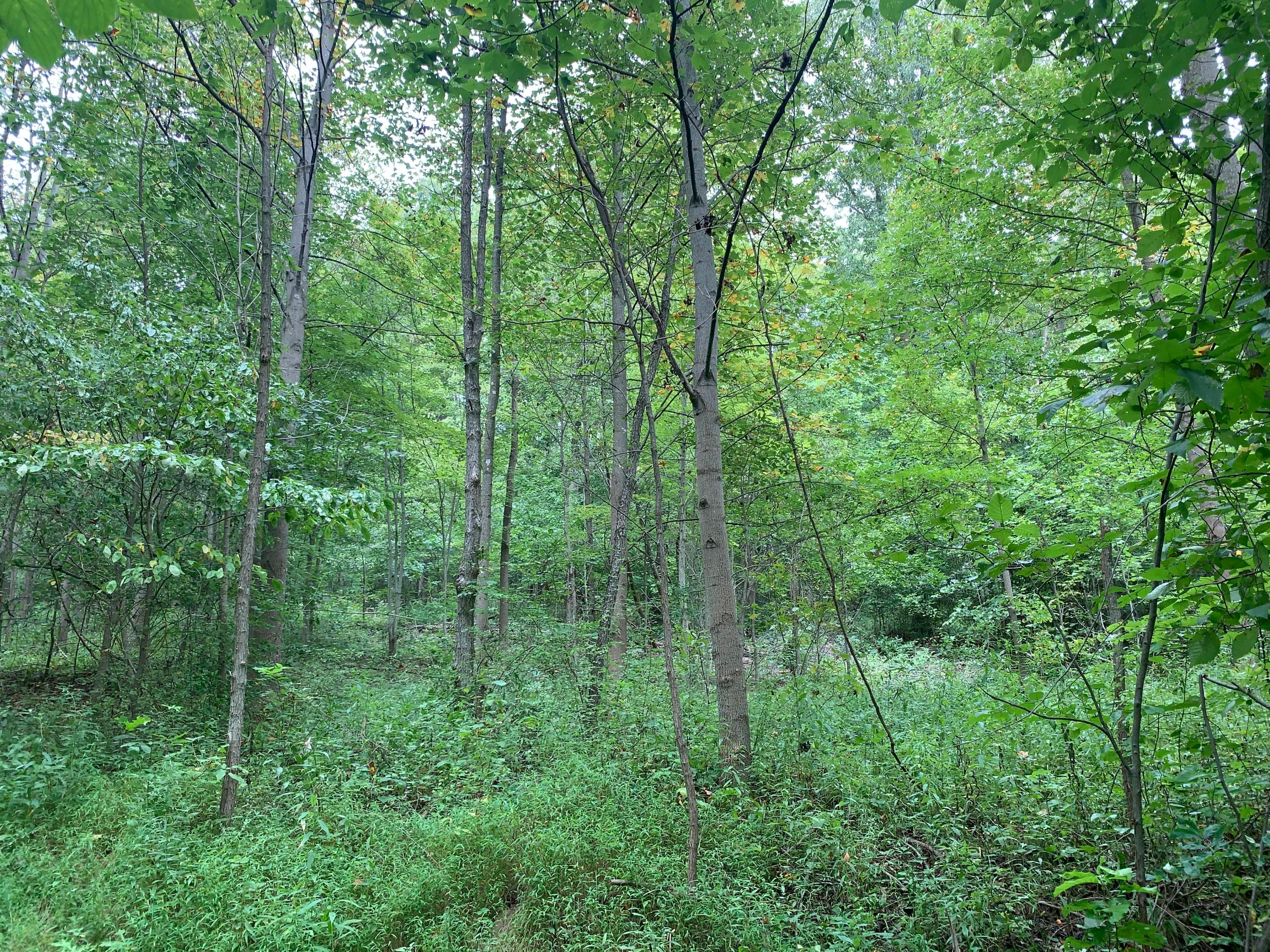 0 Cherry Run Road Northwest Strasburg, OH 44680 - Photo 26 of 35 20200831_183603432_iOS