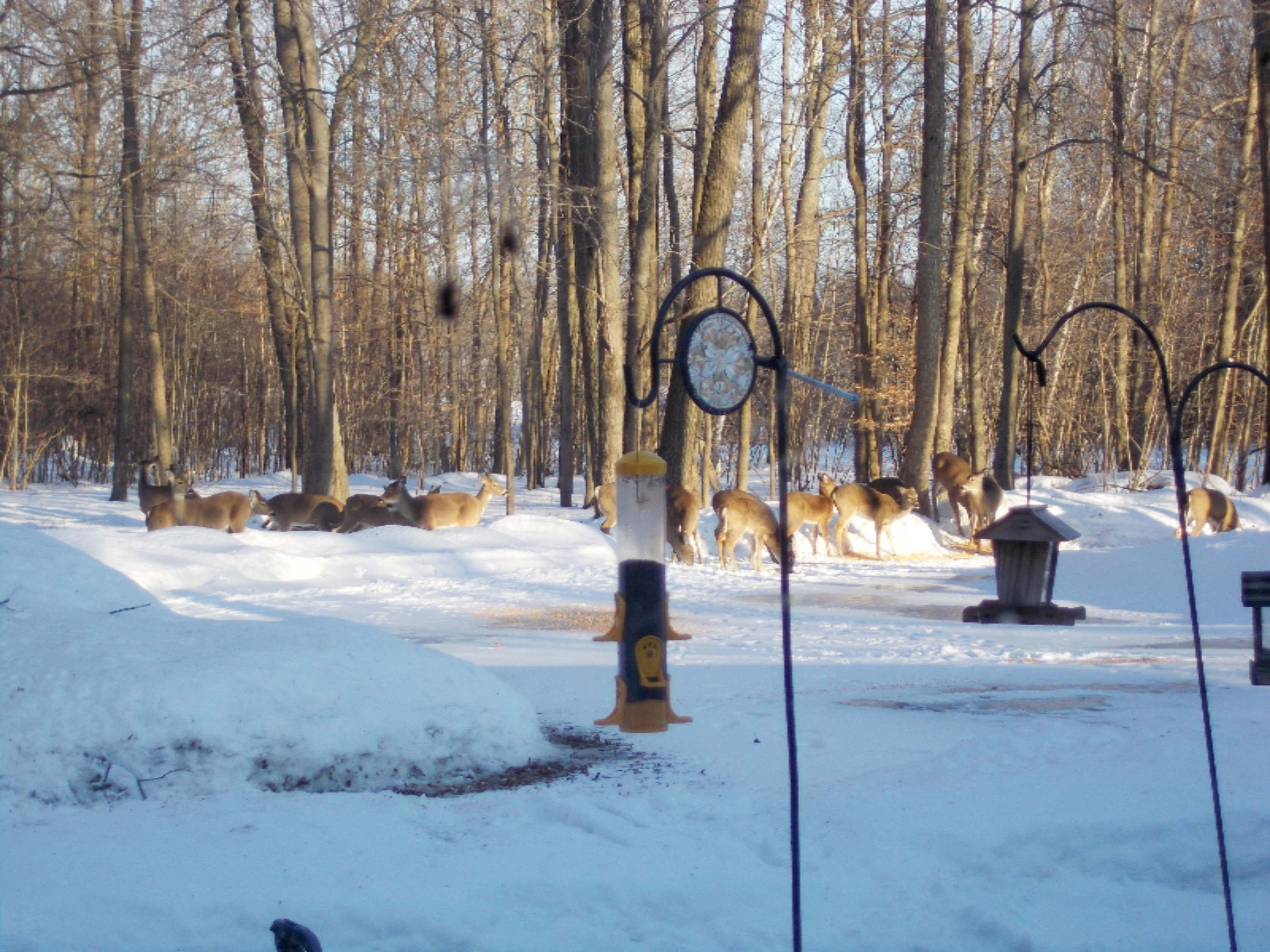 4600 Cutler Road Six Lakes, MI 48886 - Photo 44 of 49 Deer Winter 2014