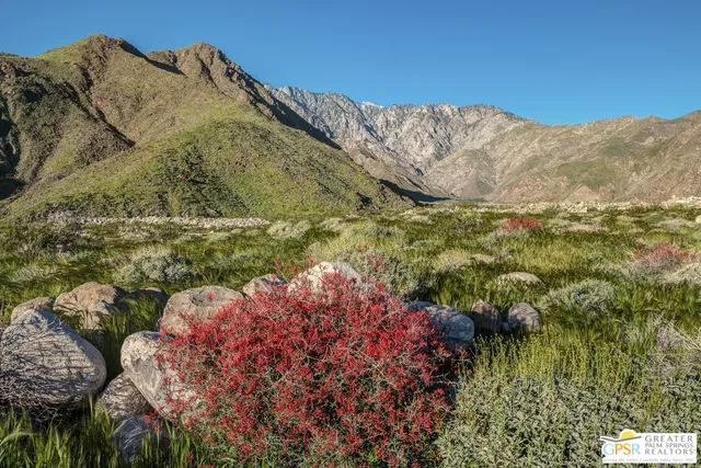a view of a yard with plants