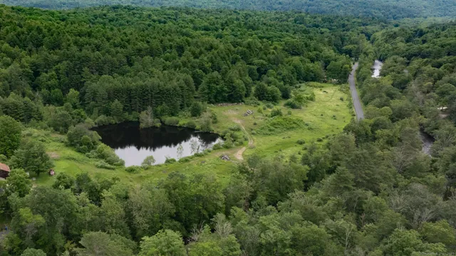 a view of a lush green forest with lots of trees