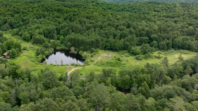 a view of a lush green forest with lots of trees