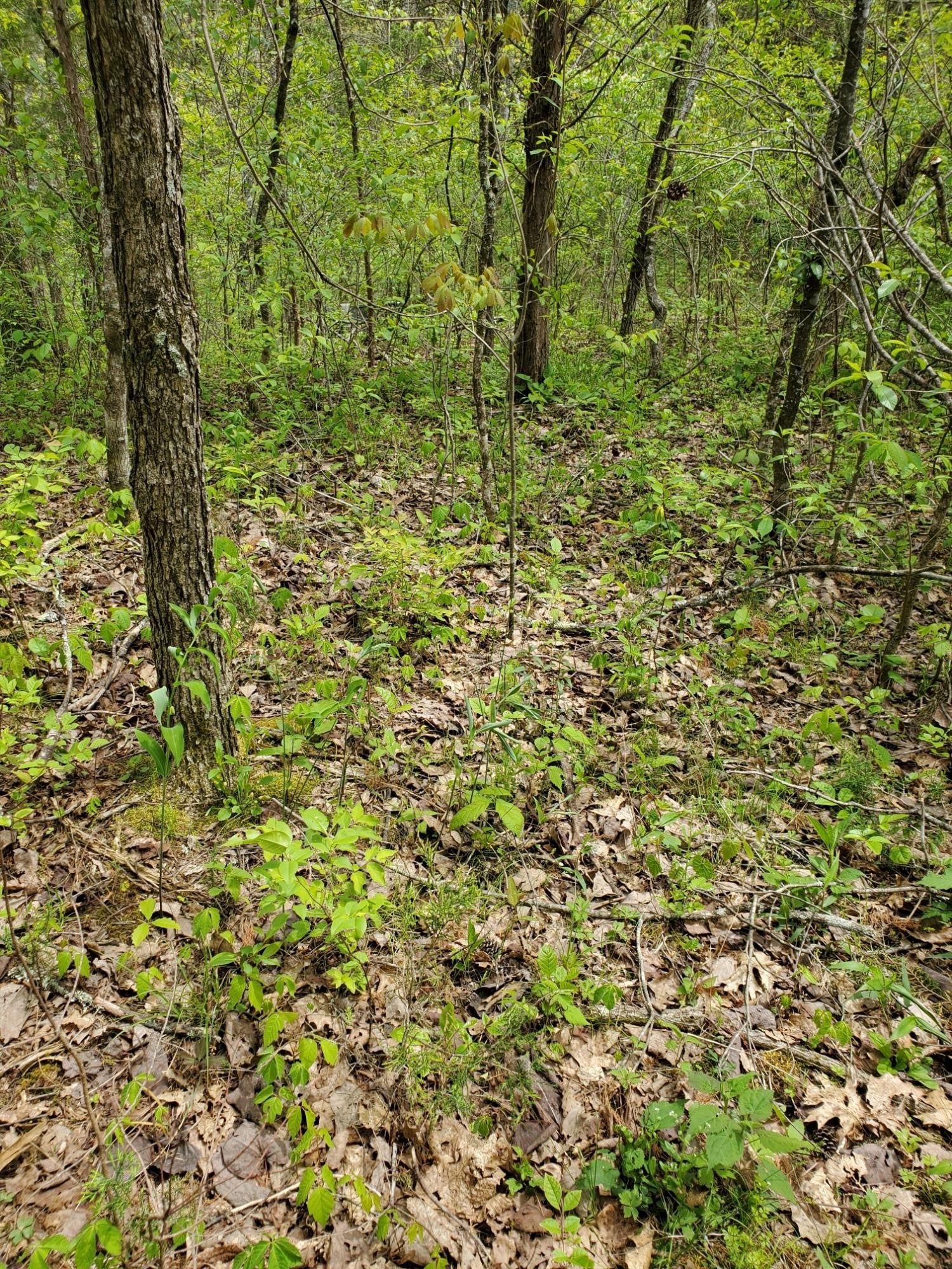 0 Ingle Hollow Road Sevierville, TN 37876 - Photo 15 of 22 Gallery Image 15