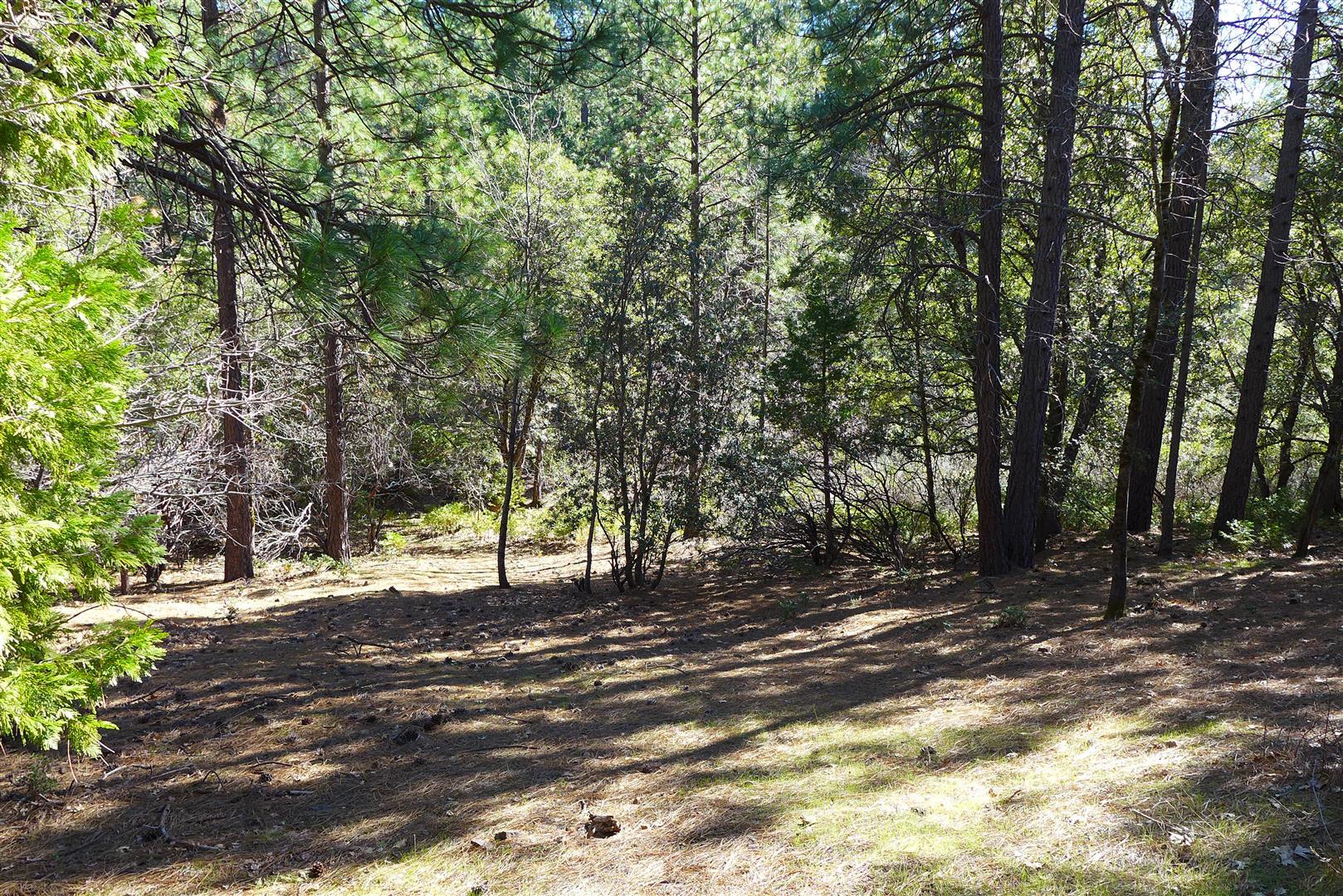 0 Fern Road Whitmore, CA 96096 - Photo 12 of 17 a view of a tree in a yard