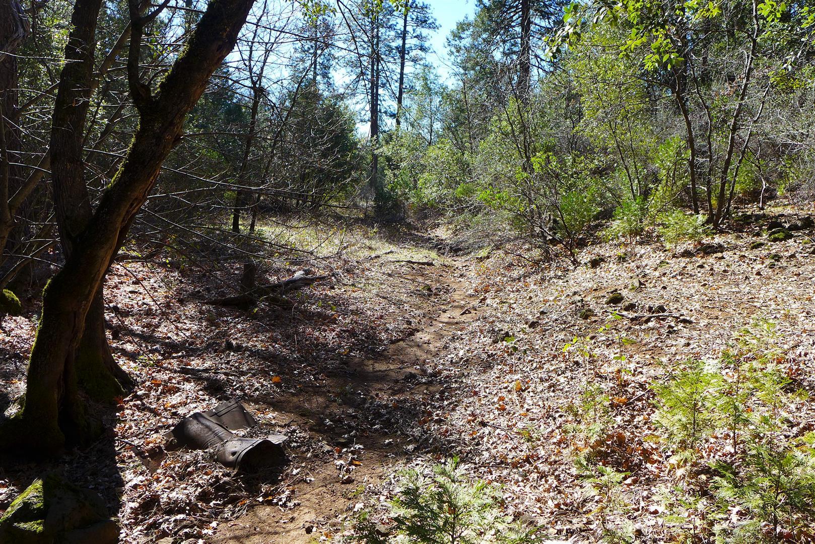 0 Fern Road Whitmore, CA 96096 - Photo 13 of 17 a view of a forest with trees in the background
