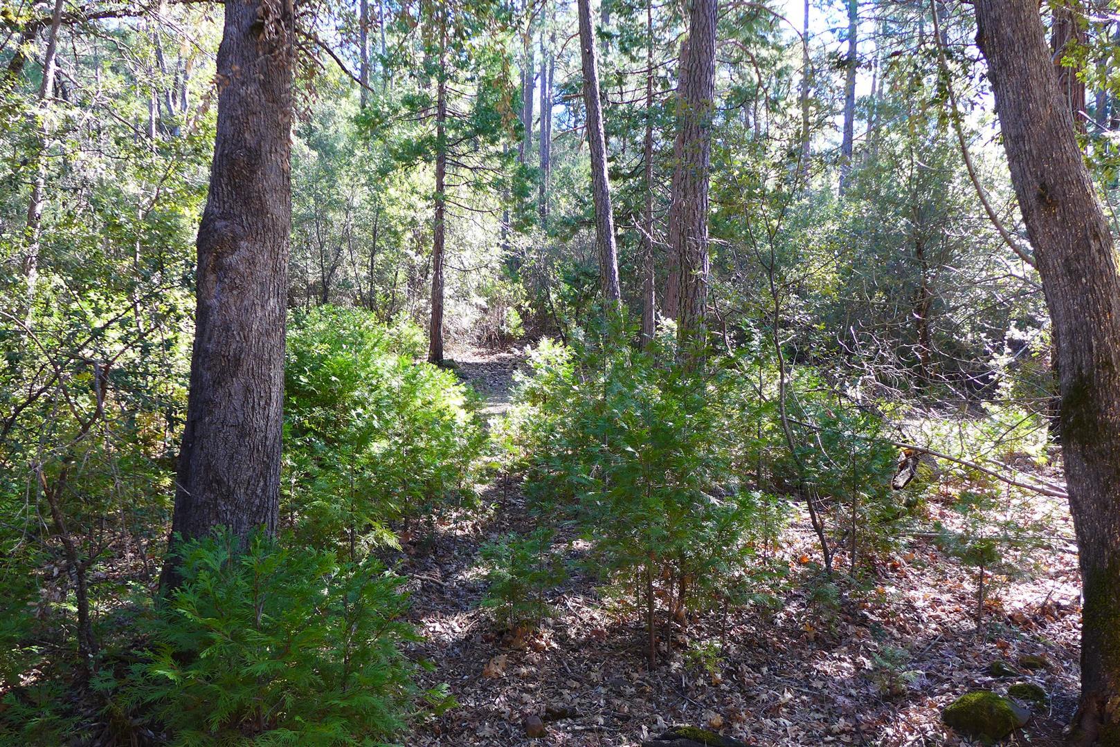 0 Fern Road Whitmore, CA 96096 - Photo 14 of 17 a view of a forest with trees