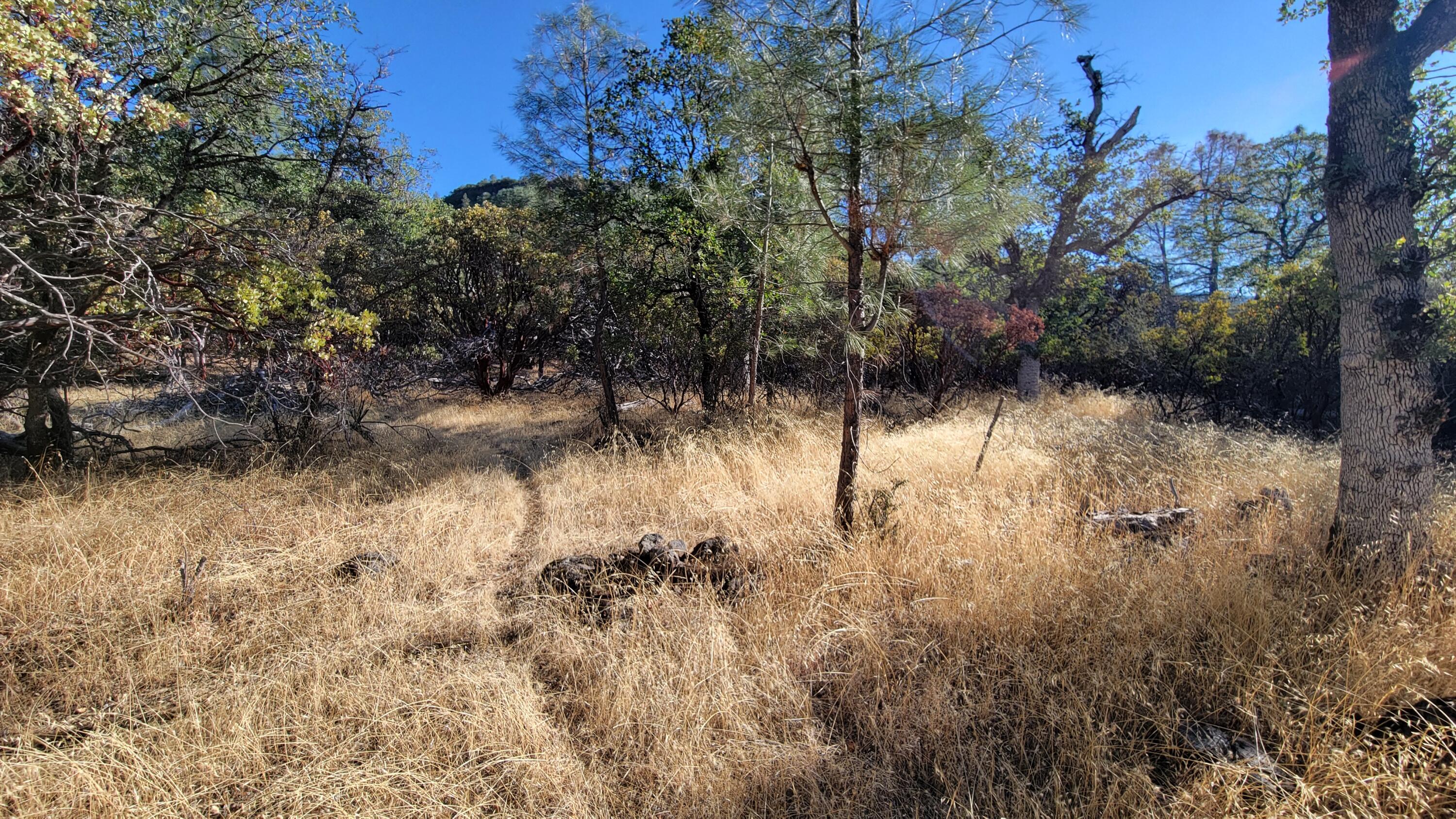 0 Fern Road Whitmore, CA 96096 - Photo 2 of 17 a view of a yard with a tree