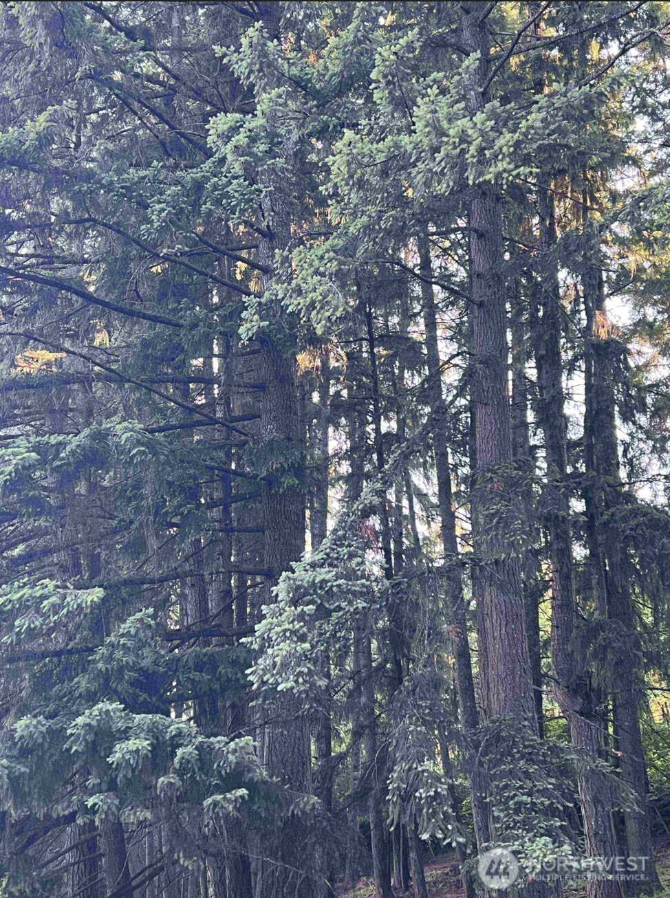 13911 Military Road Southeast Tenino, WA 98589 - Photo 6 of 14