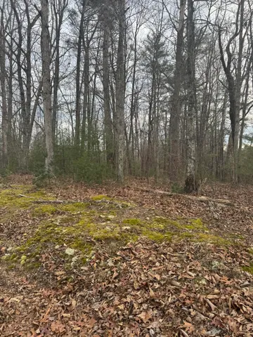 a view of a yard with large trees