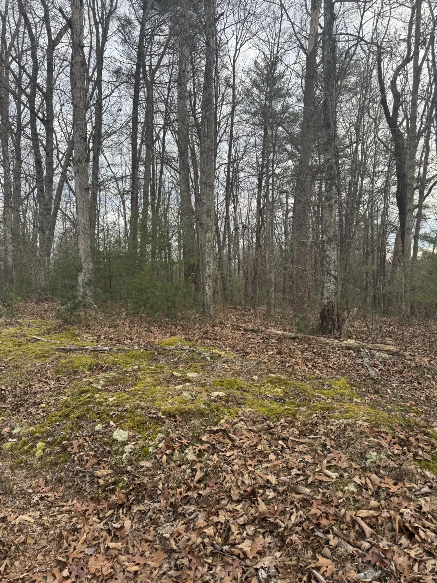 0 Henry Road Henry, VA 24102 - Photo 4 of 9 a view of a yard with large trees