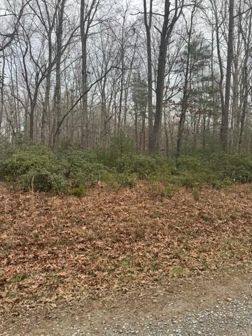 a big yard with lots of green space and trees