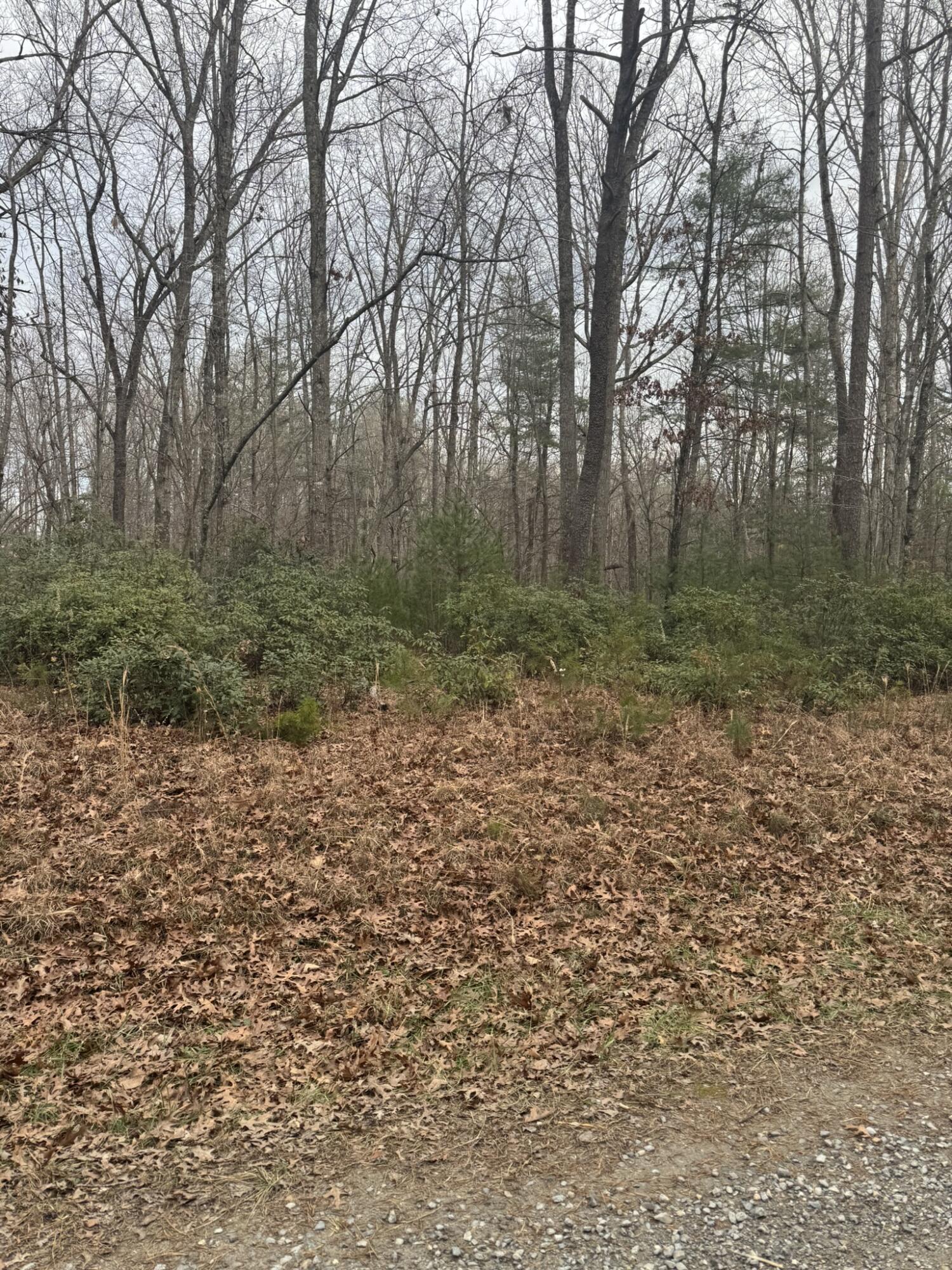 0 Henry Road Henry, VA 24102 - Photo 6 of 9 a big yard with lots of green space and trees