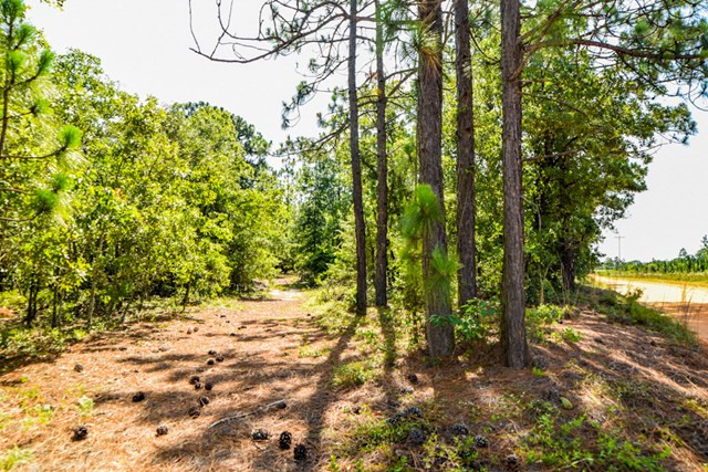 285 Pine Acres Road Windsor, SC 29856 - Photo 2 of 7