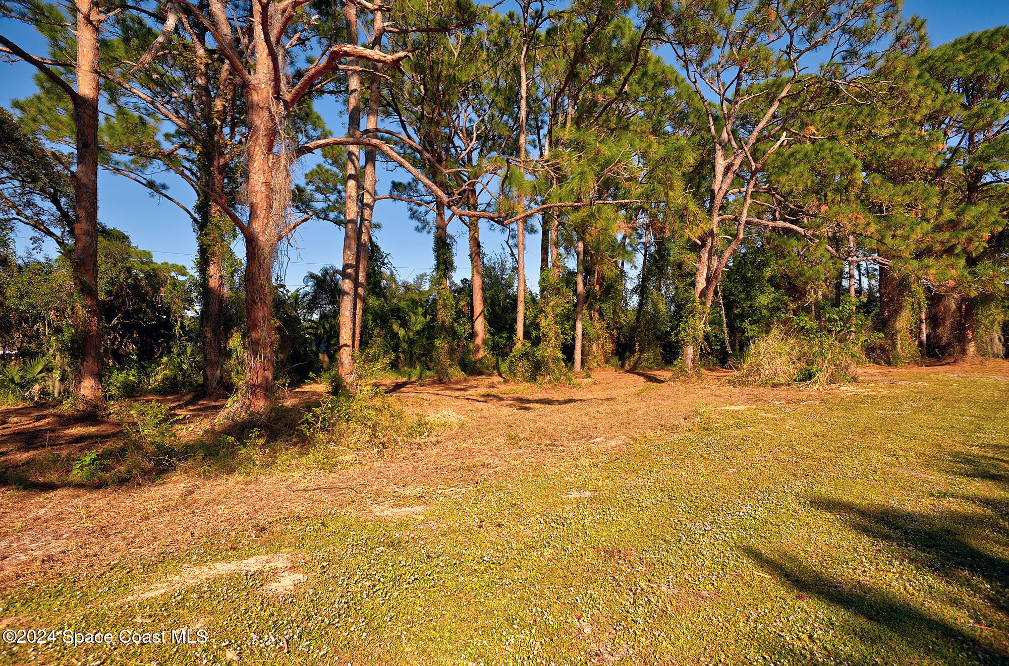 264 Serenity Point Lane Merritt Island, FL 32952 - Photo 9 of 12 a view of large tree with house in the background