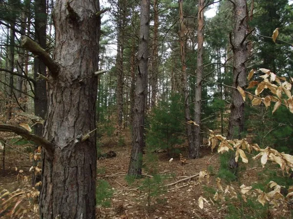 $7,500 | Vl Brook Avenue, Kaleva, MI 49645