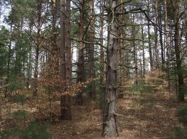 $8,500 | Vl Brook Avenue, Kaleva, MI 49645