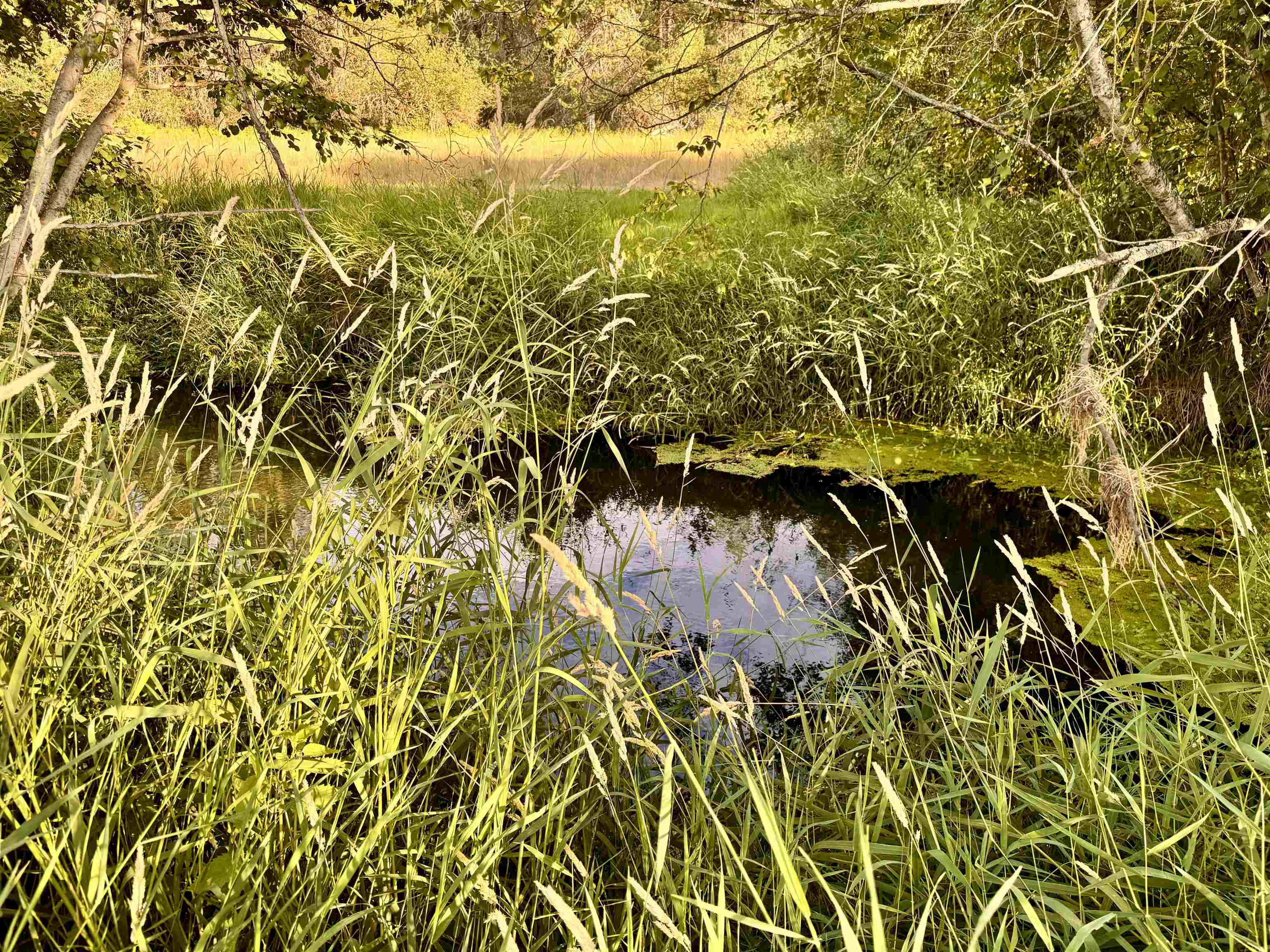 6311 West Herman Road Deer Park, WA 99006 - Photo 8 of 21