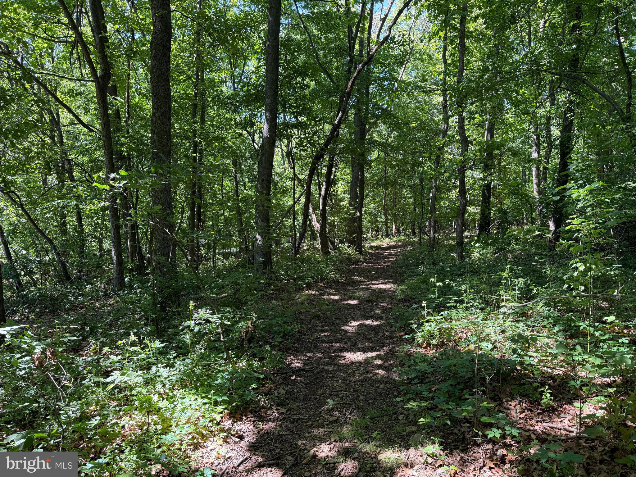 4001 Young Road Manchester, MD 21102 - Photo 66 of 71 Wooded walking trails.