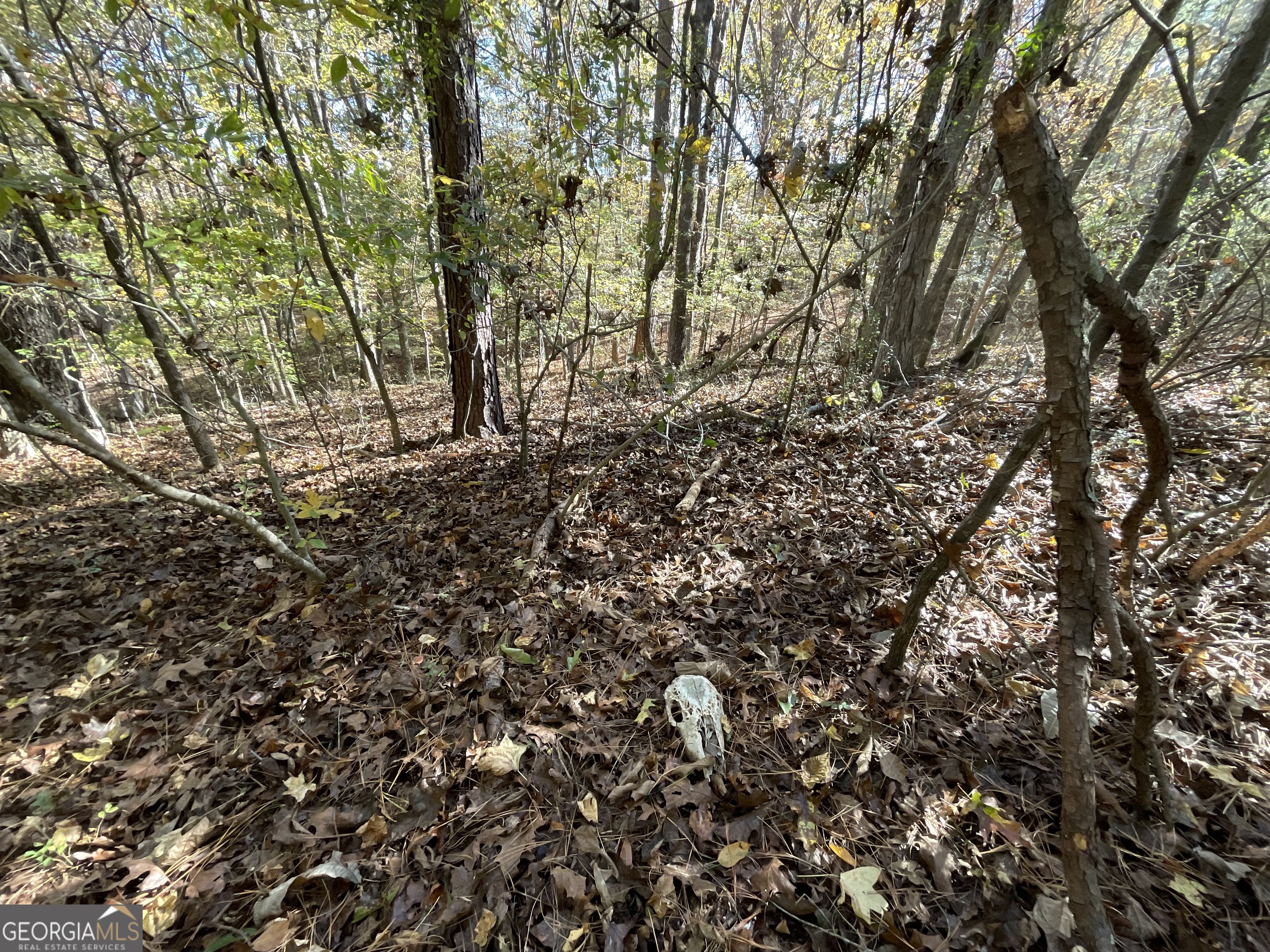 501 Raleigh Road Woodbury, GA 30293 - Photo 49 of 94 a view of forest