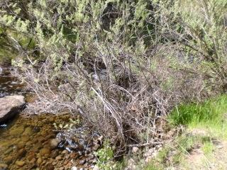 7610 Long Hay Flat Road Shingletown, CA 96088 - Photo 5 of 27 CIMG2157