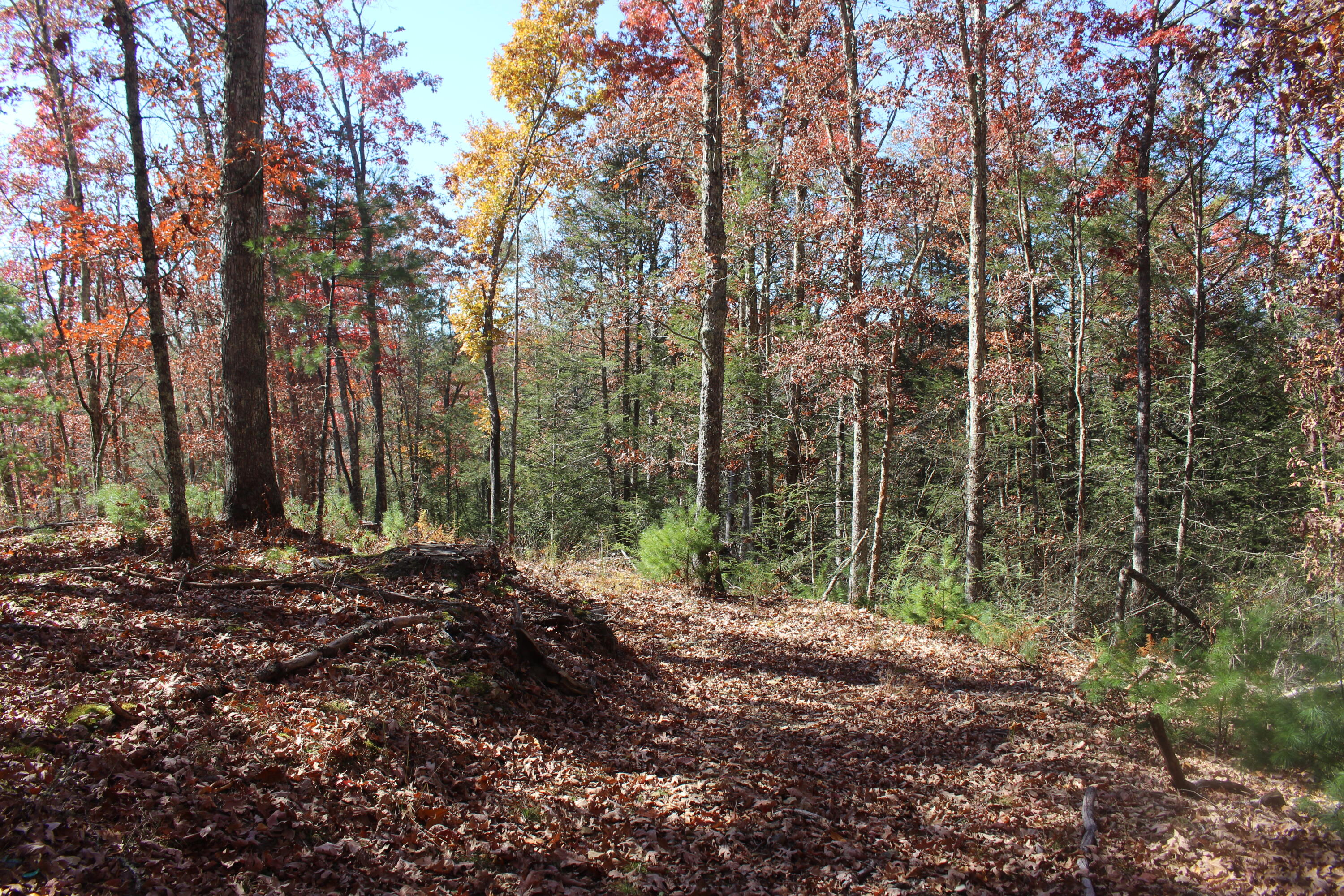 Curry Road Dunmore, WV 24934 - Photo 10 of 10 Gallery Image 10