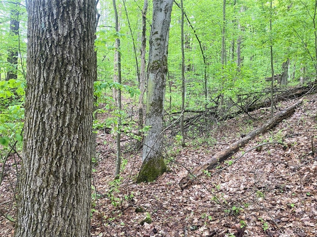 5749 Comfort Hollow Road Scio, NY 14880 - Photo 25 of 29