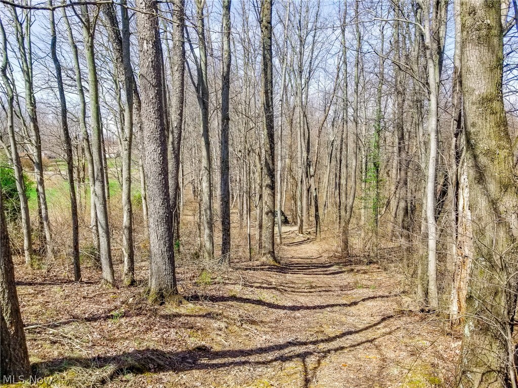 17805 Early Cemetary Road Kimbolton, OH 43749 - Photo 18 of 30 View of tree filled area