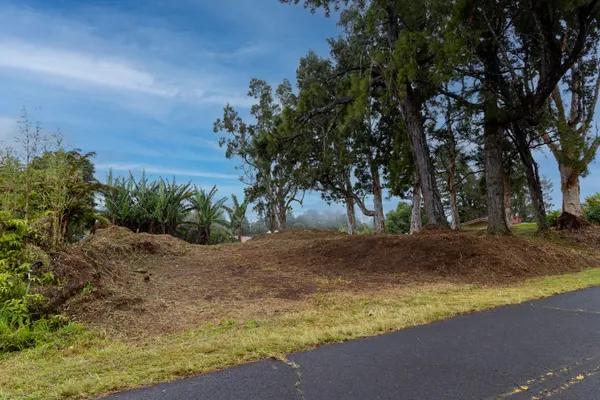 a view of a yard with a tree