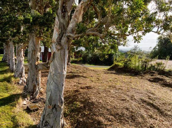 a view of a yard with a tree