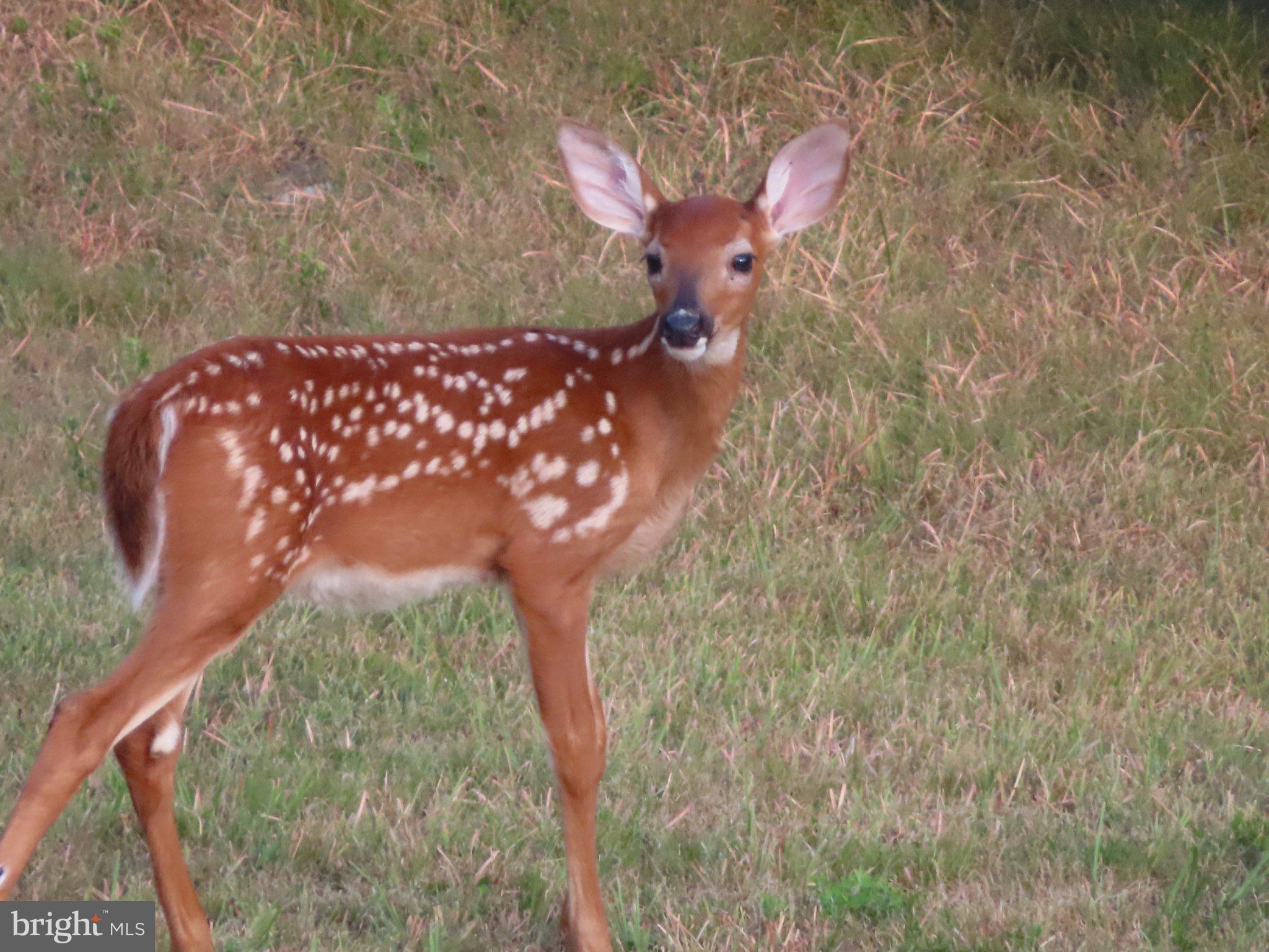 2199 Cheyennes Trail Gerrardstown, WV 25420 - Photo 54 of 63 Graceful fawn in golden grass.