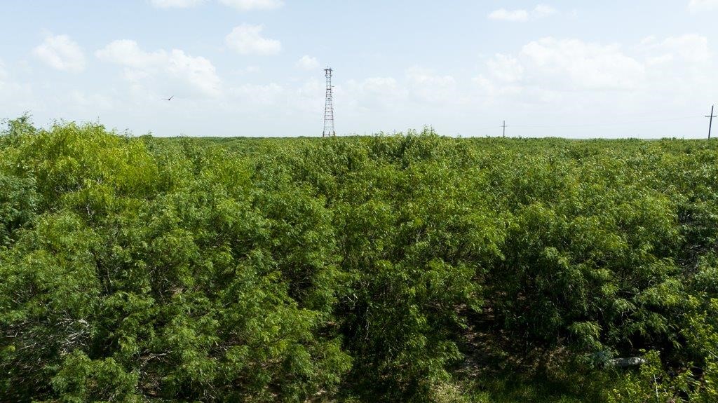 0 Gin Road Woodsboro, TX 78340 - Photo 17 of 26 a view of a city with lush green forest