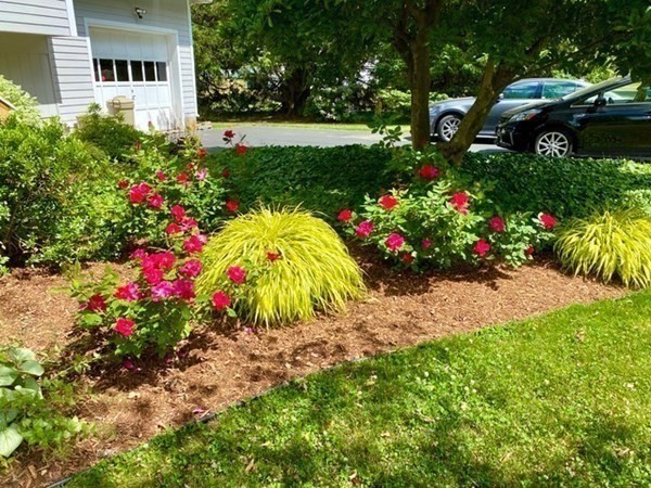 3 Johnson Road Chelmsford, MA 01824 - Photo 40 of 42 a view of a flowers in front of flower garden