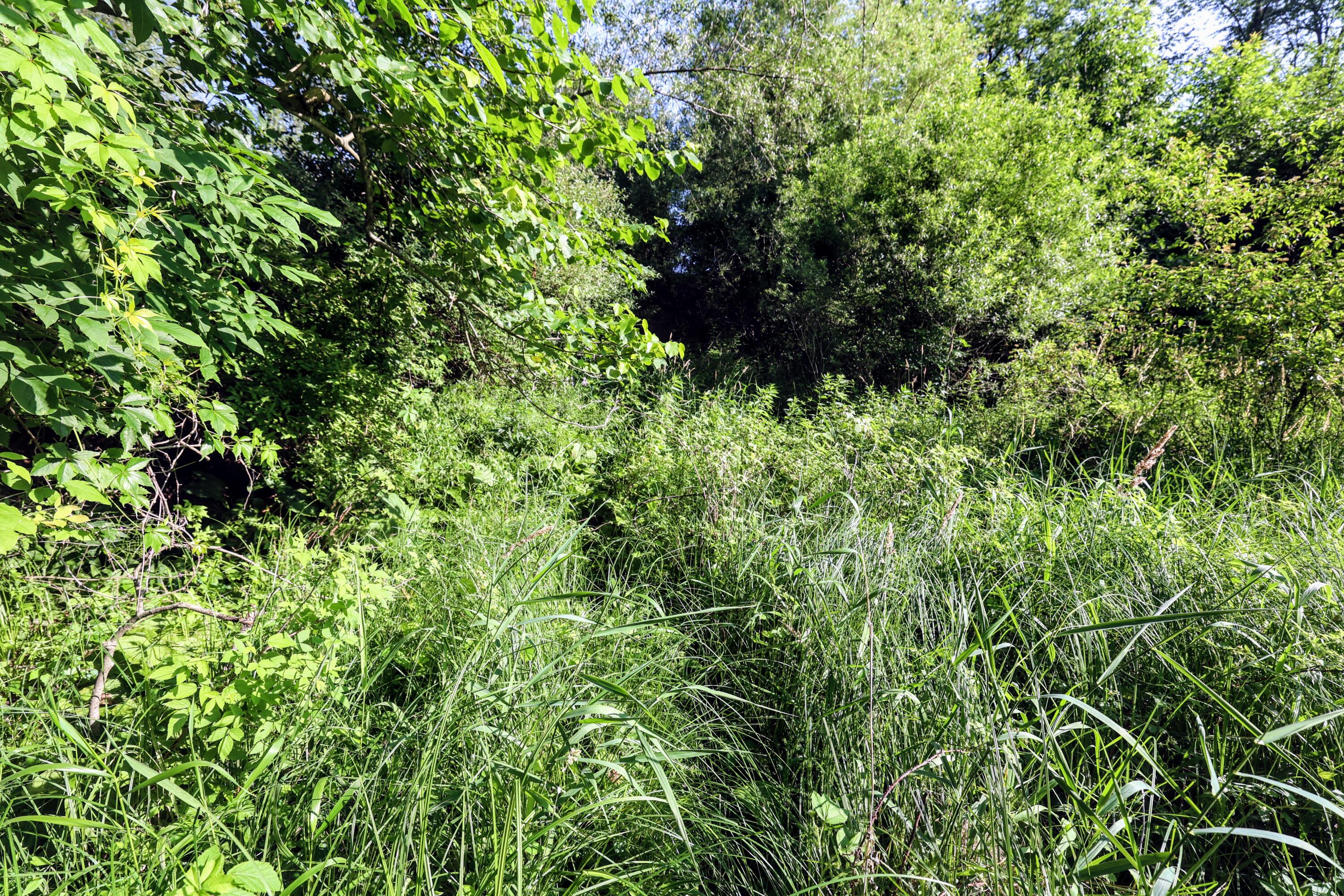 24 24 Mile Road Marshall, MI 49068 - Photo 4 of 62 4