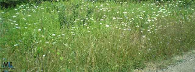 52850 Shelby Road Utica, MI 48316 - Photo 1 of 1 31119812.JPG