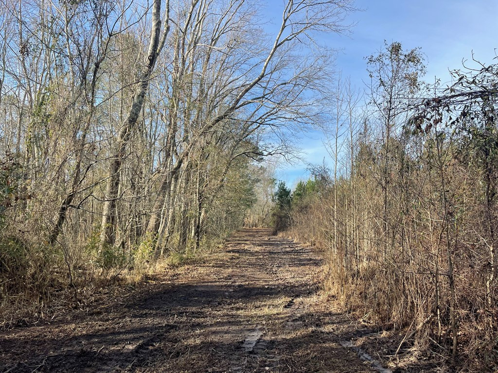 Tbt Douglas Swamp Road Lynchburg, SC 29080 - Photo 3 of 18 Gallery Image 3